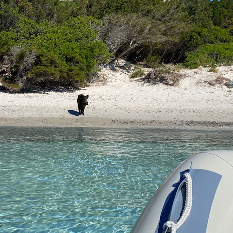 navetta in gommone per le spiagge dell'arcipelago di la maddalena