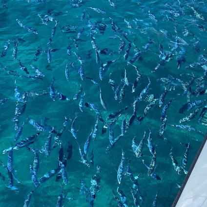 escursione in gommone arcipelago di la maddalena